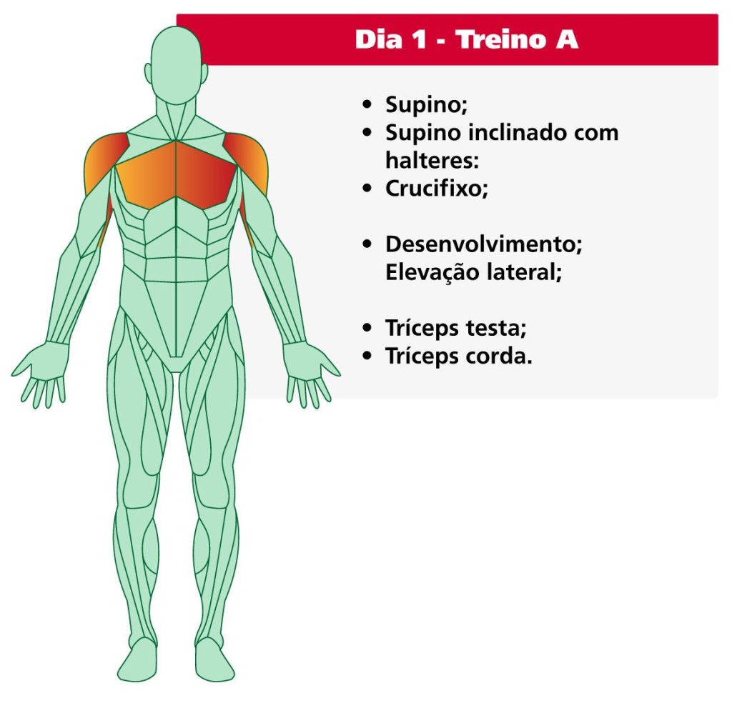 Esquema muscular do treino- ABC- peito - ombros -  tríceps