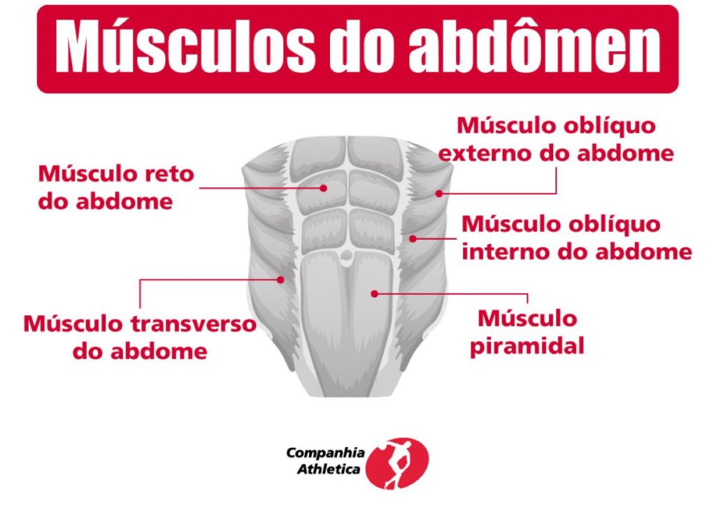 mini infográfico - músculos do abdômen